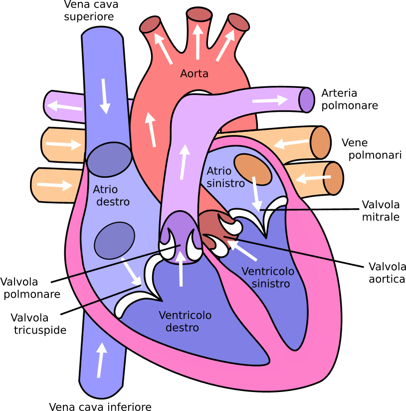 diagram_of_the_human_heart_cropped-it